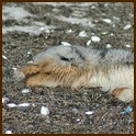 [Click to enlarge image]