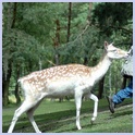 [Click to enlarge image]